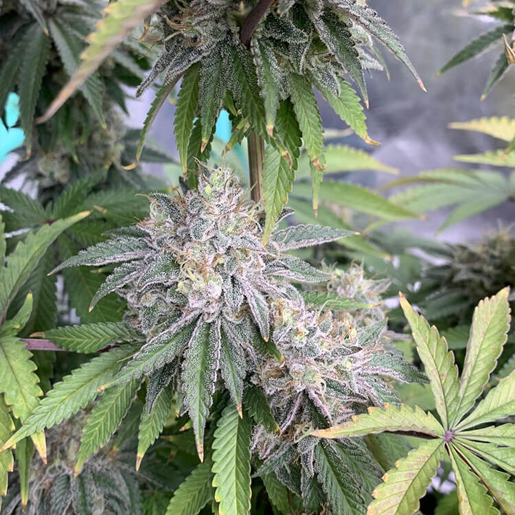 Alien OG semi di cannabis