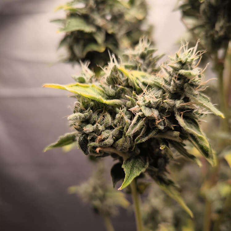 Alien OG semi di cannabis