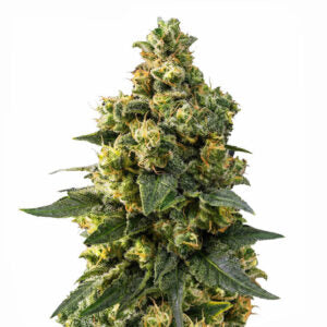 Cali Critical Power
