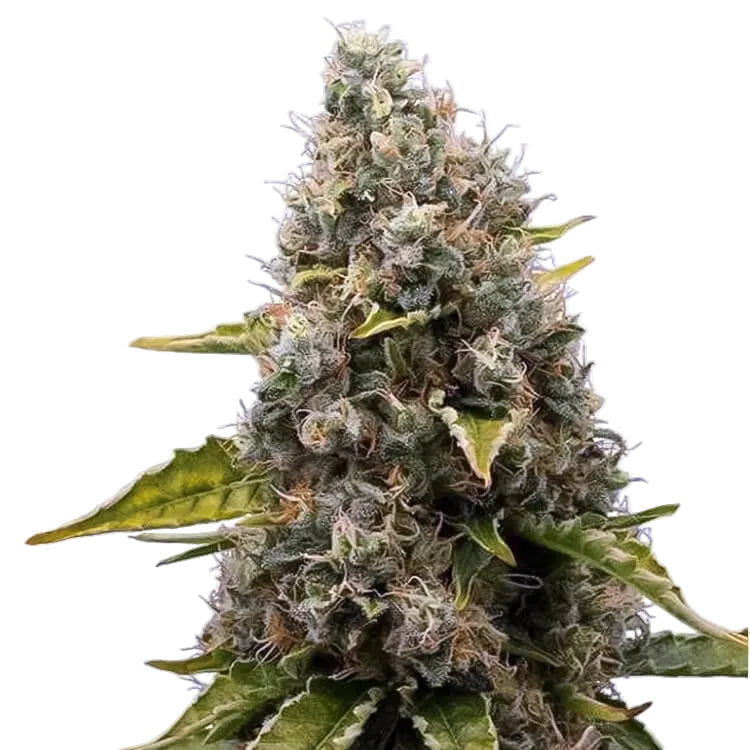 Griselda White Widow Narcos Seeds