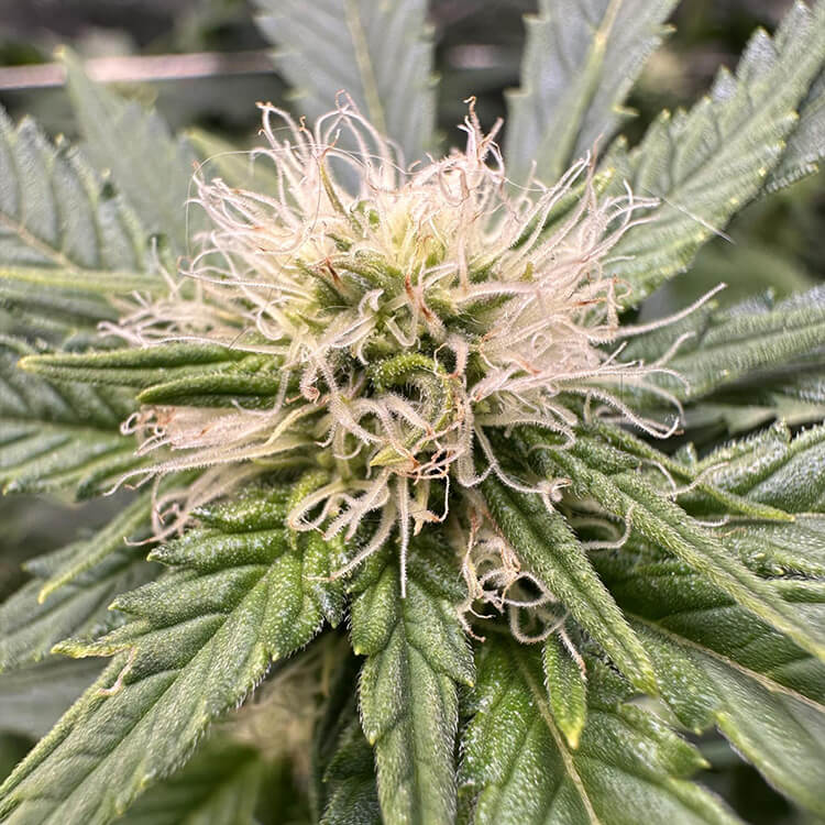 Griselda White Widow Narcos Seeds