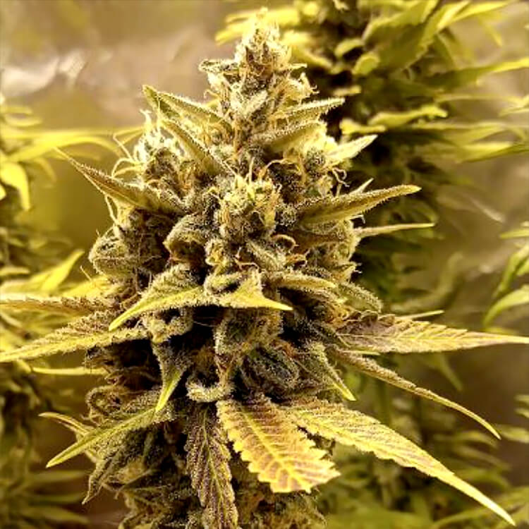 Miami Sunset OG - semi di cannabis