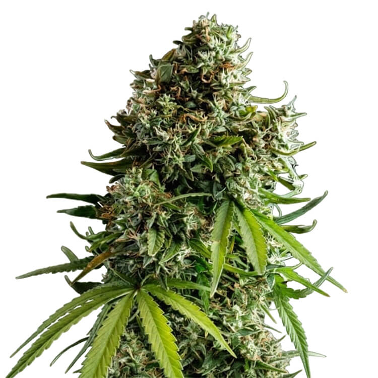 NYC Sour D Auto