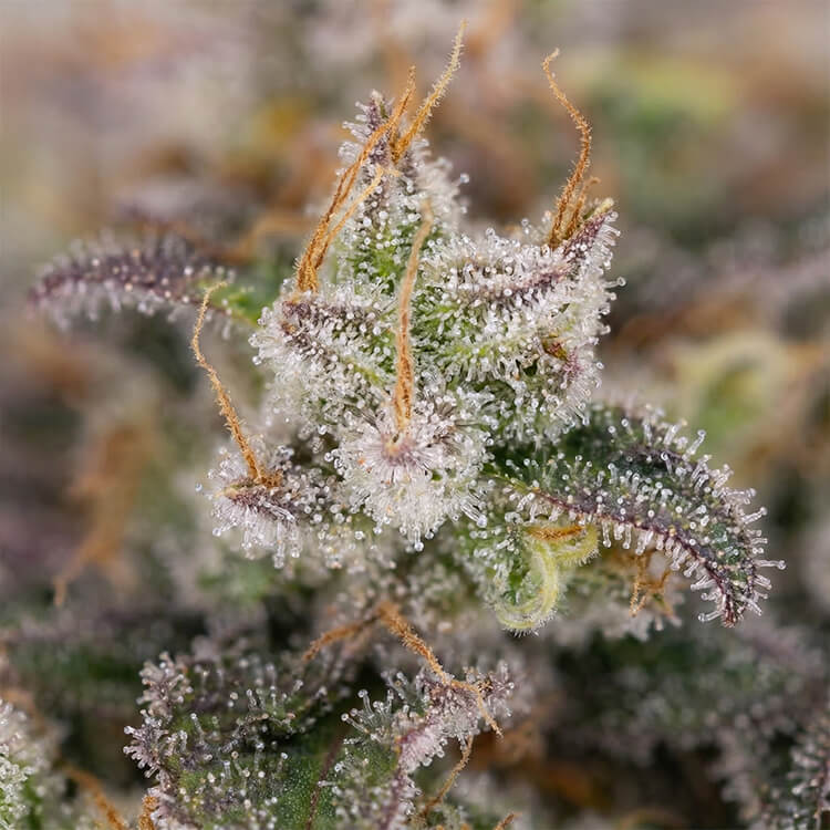 OG Kush Auto