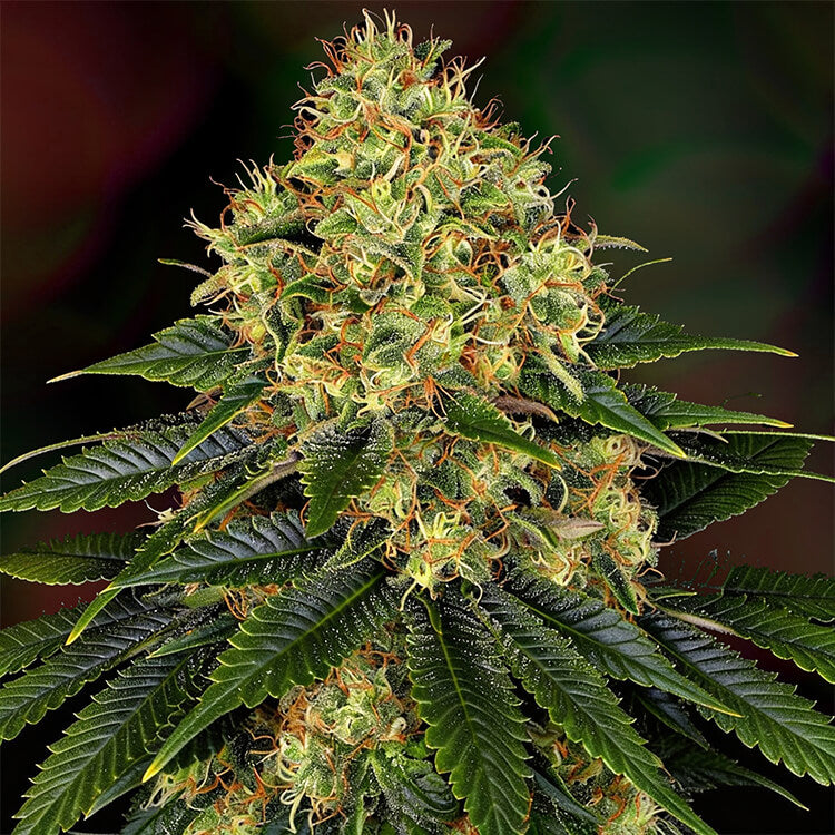 Skywalker OG Auto