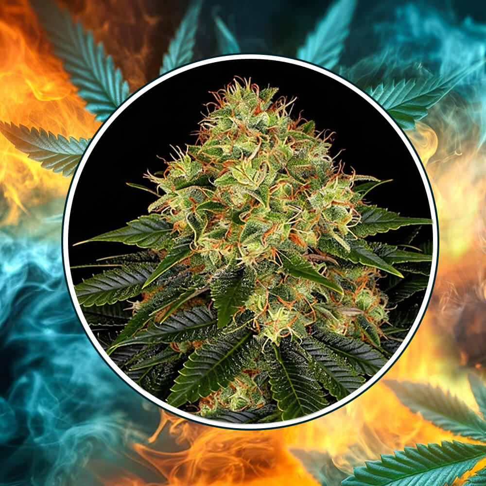 Skywalker OG Auto