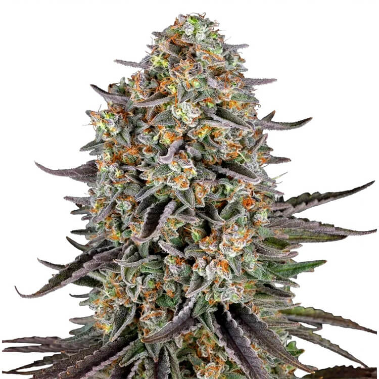 Sour Strawberry
