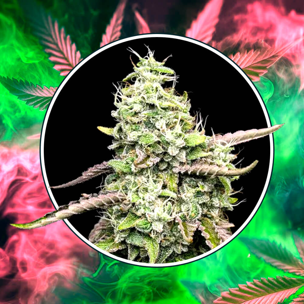 Special Kush 1