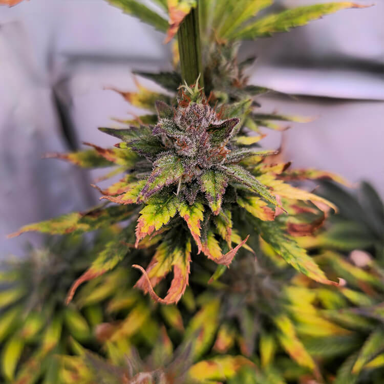 Tangie semi di cannabis
