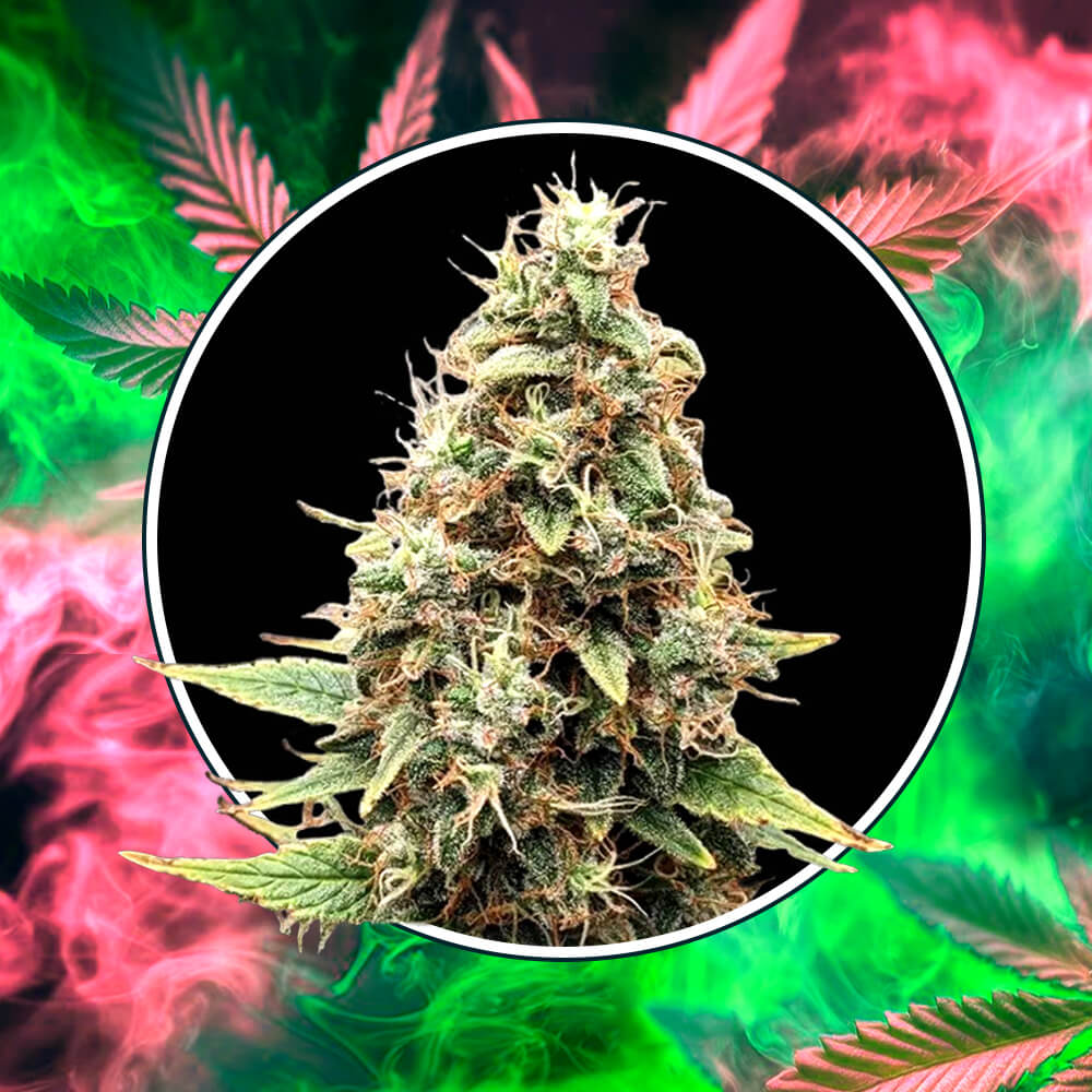 Tangie