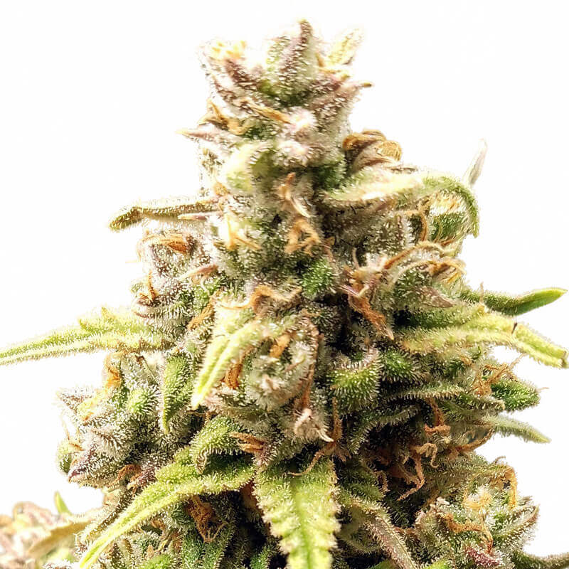 West Coast OG - semi di cannabis
