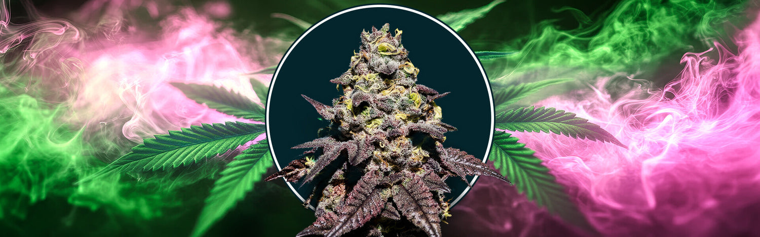Ak Automatico di Narcos Seeds