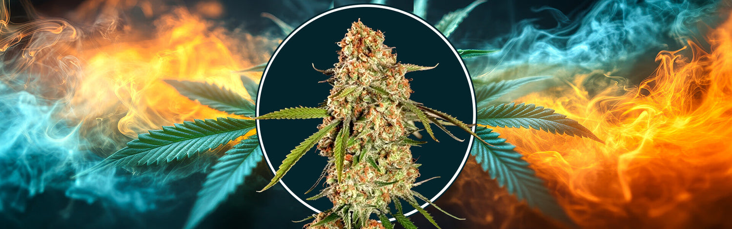 Alien OG