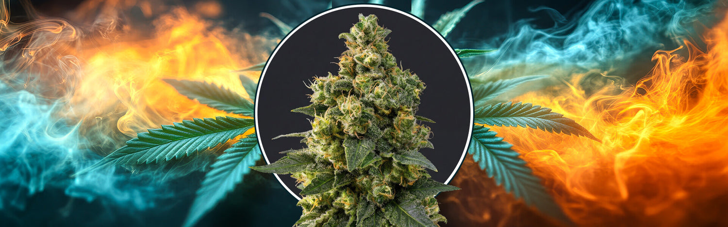 Cali Critical Power Narcos - Semi femminizzati da collezione
