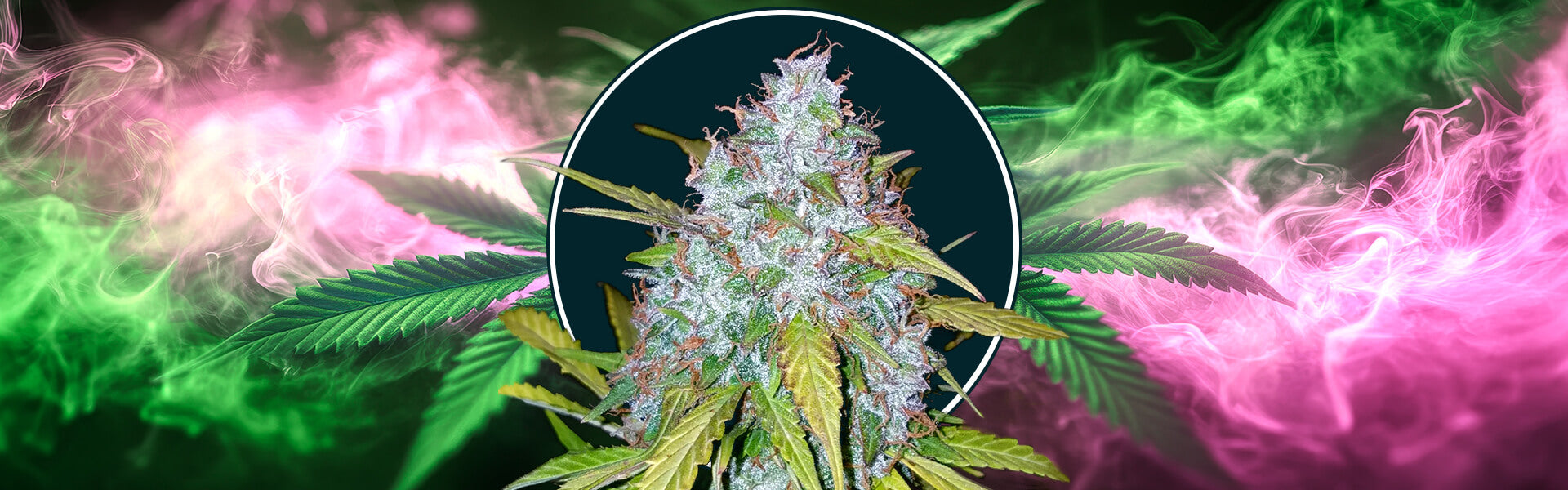 Californian Snow Fast Buds
