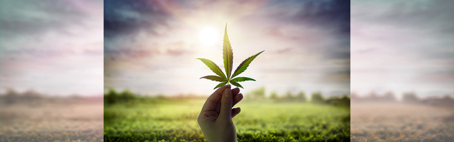 Cannabis light: tra giurisprudenza e maxi-inchieste