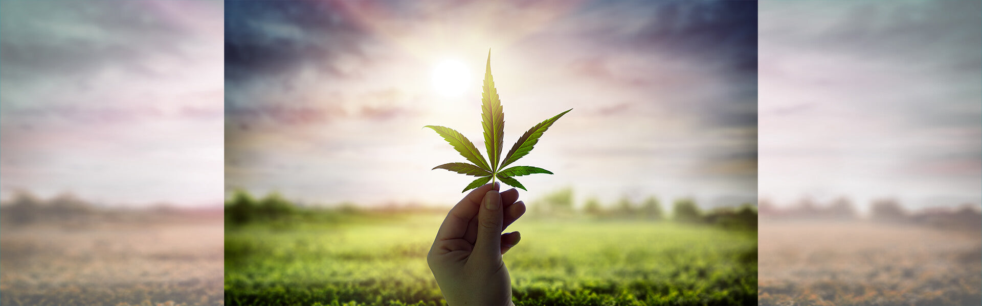 Cannabis light: tra giurisprudenza e maxi-inchieste