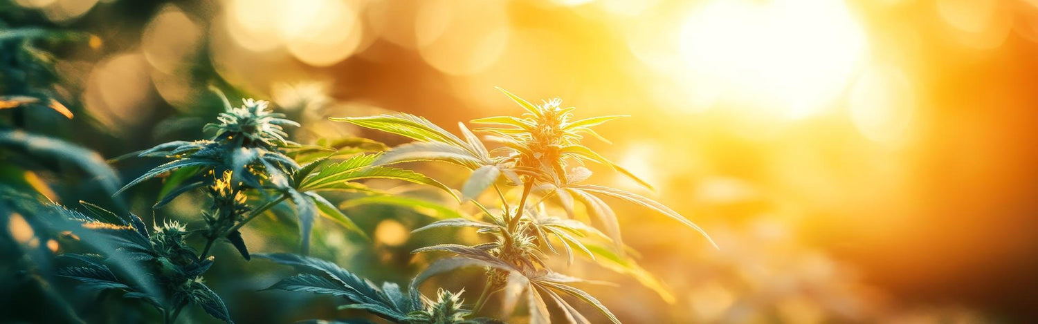 coltivare cannabis