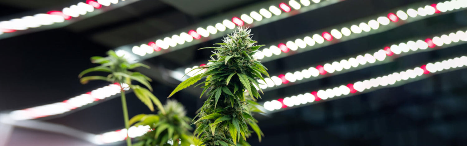 coltivazione di cannabis sostenibile