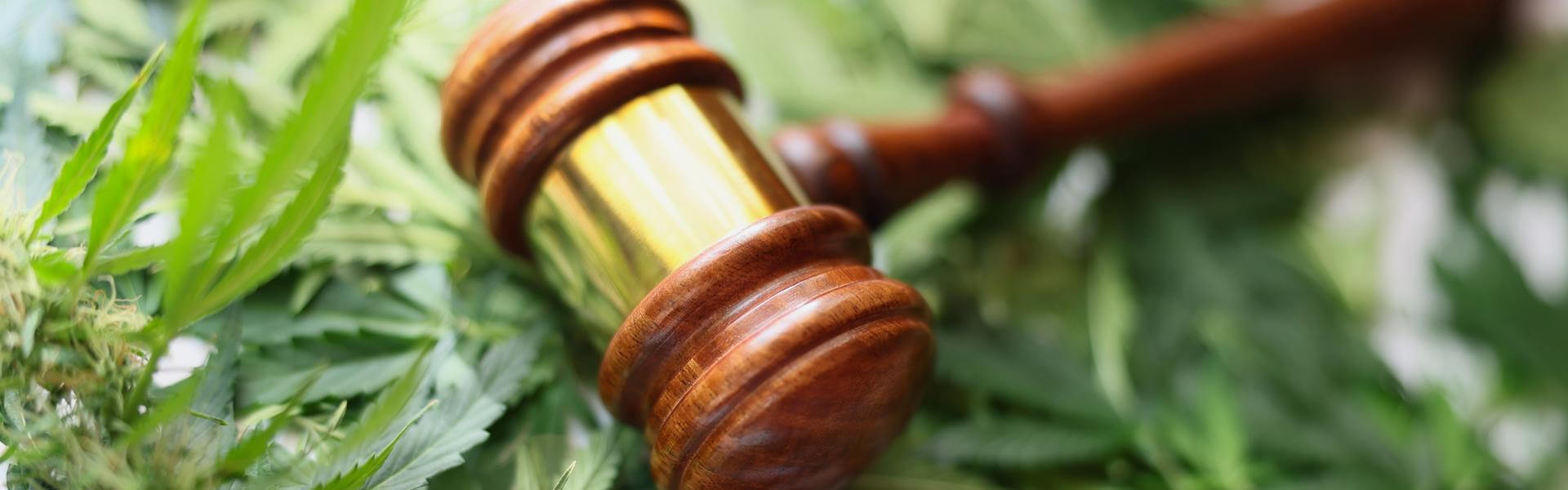 emendamento canapa accantonato