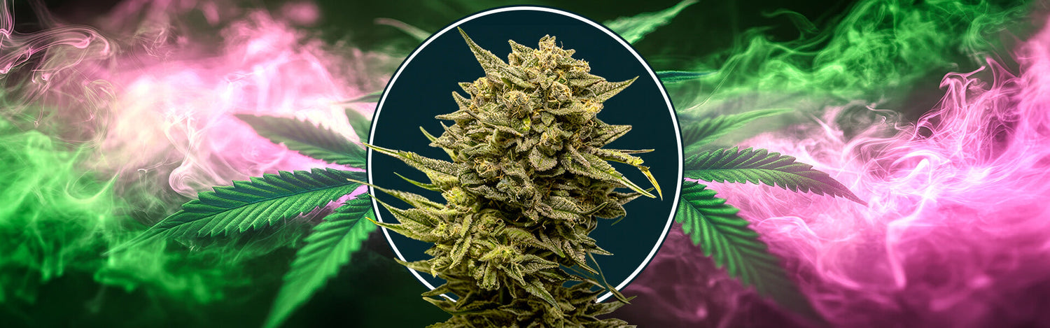 grapefruit automatic