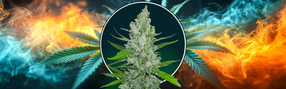 Griselda White Widow di Narcos Seeds - semi femminizzati da collezione