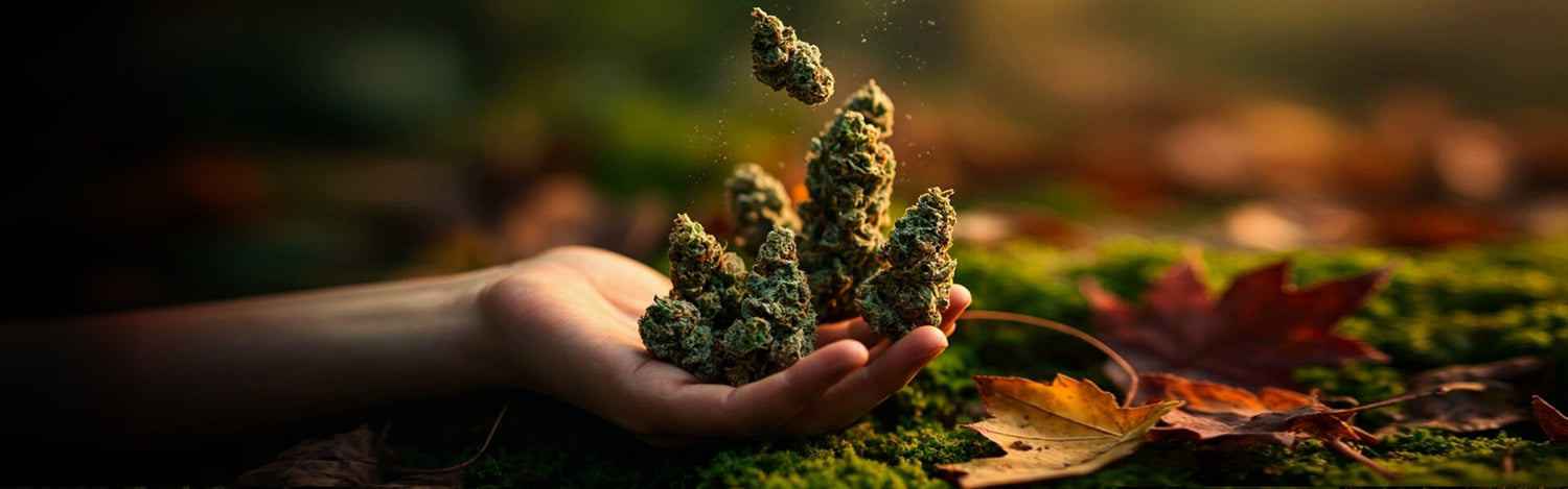 differenze bud