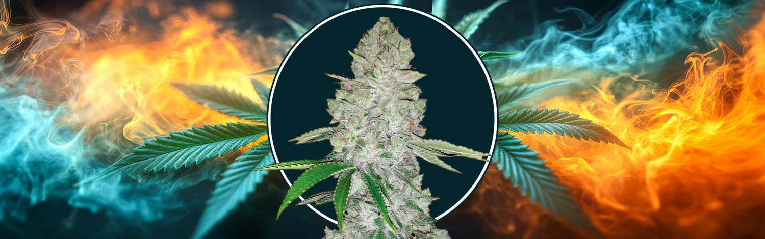 Miami Sunset OG di Narcos Seeds - semi femminizzati da collezione