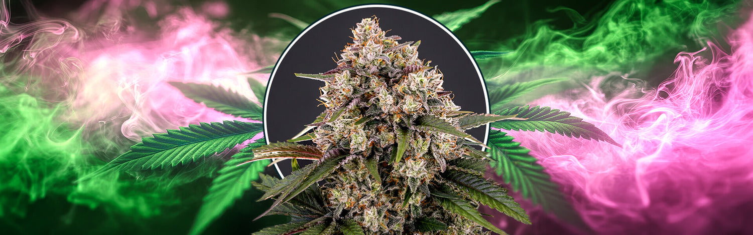 Og Kush auto barney's farm