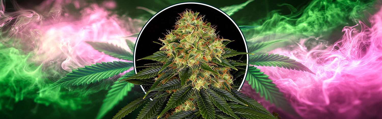 Skywalker OG Auto di Barney's farm autofiorente