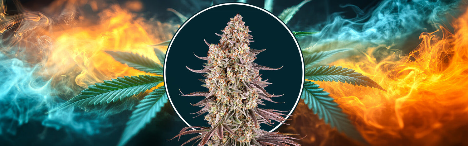 sour strawberry di Barney's Farm