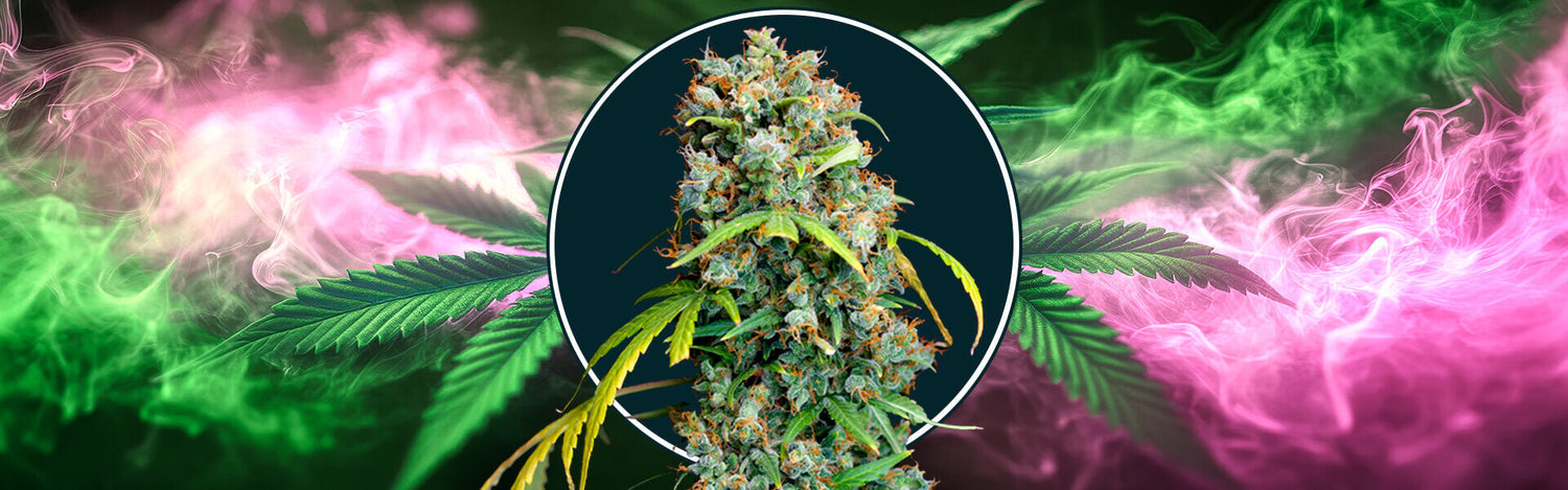 West Coast OG Automatic - Fast Buds - semi autofiorenti di cannabis