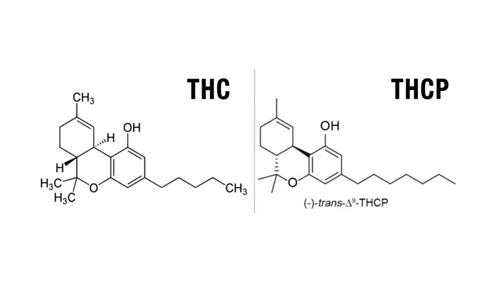 THCP: cos'è, come funziona e cosa dice la scienza
