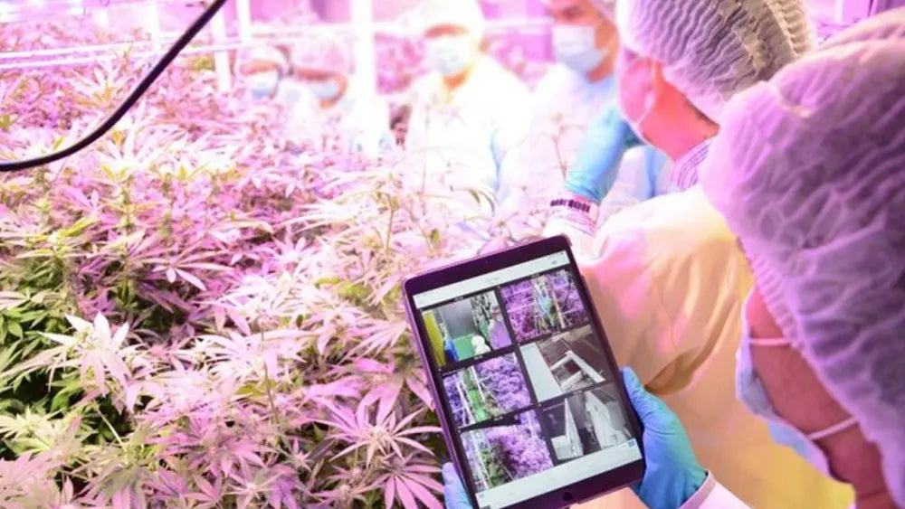 Biologa molecolare spiega come la Cannabis uccide le cellule tumorali