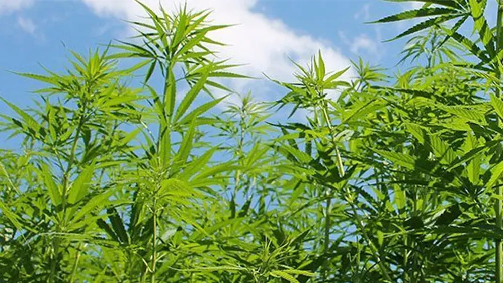 Le motivazioni della cassazione non chiariscono sulla Cannabis Light