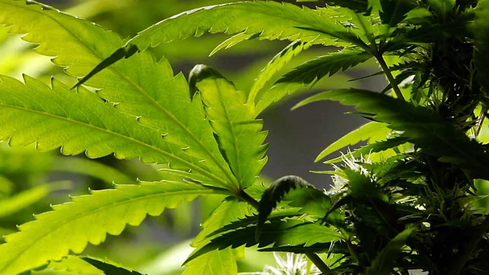 Cannabis light prodotto dell'anno, solo la politica non se ne accorge