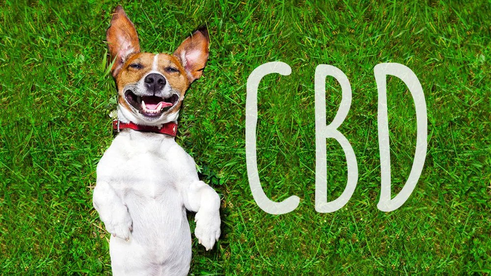 CBD per gli animali domestici: una soluzione naturale per alleviare il dolore