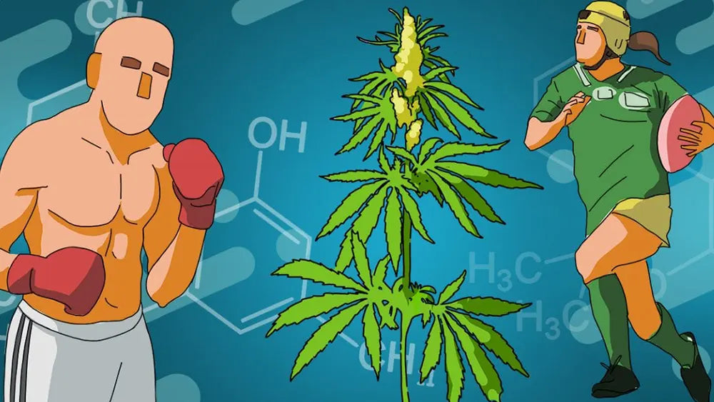 L'uso del cannabidiolo nella performance atletica