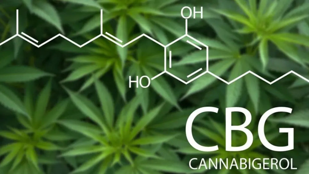 CBG e cancro: le ultime scoperte sulla possibile azione antitumorale del CBD