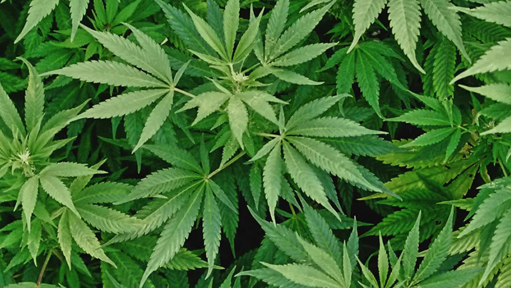 Come la cannabis light ha danneggiato gli spacciatori. Uno studio