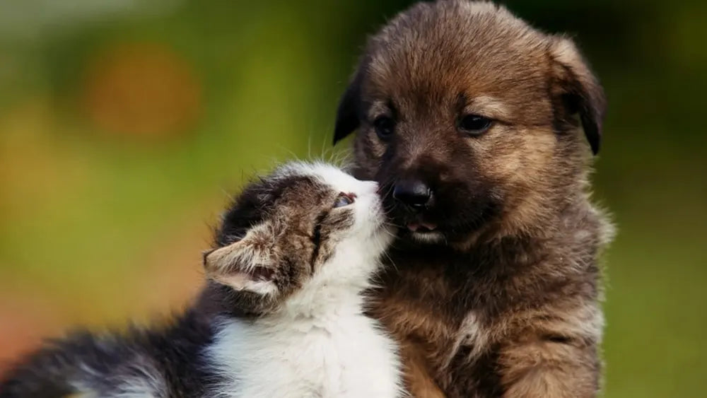 Come usare il CBD per la cura degli animali domestici