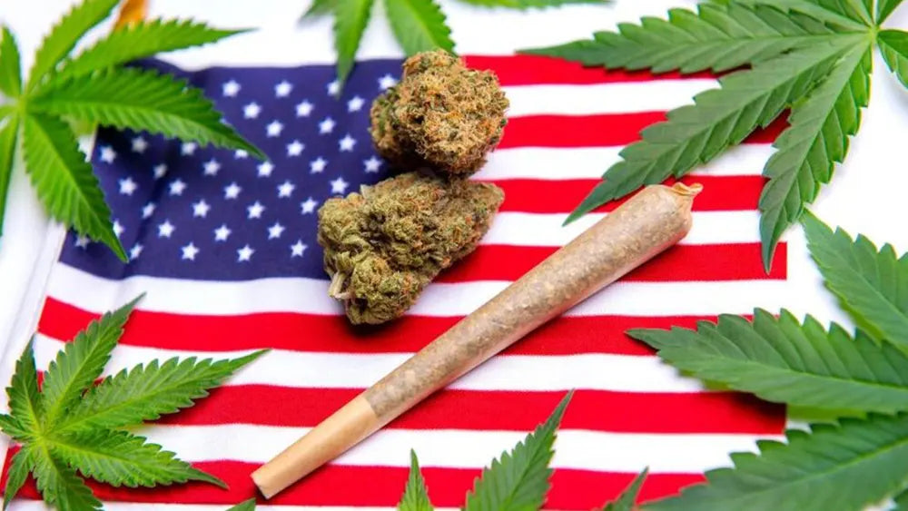 Cannabis, cosa ha portato la legalizzazione negli Usa?
