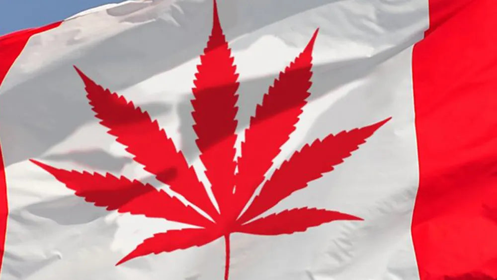 Canada: cosa è successo dopo 7 anni di cannabis legalizzata