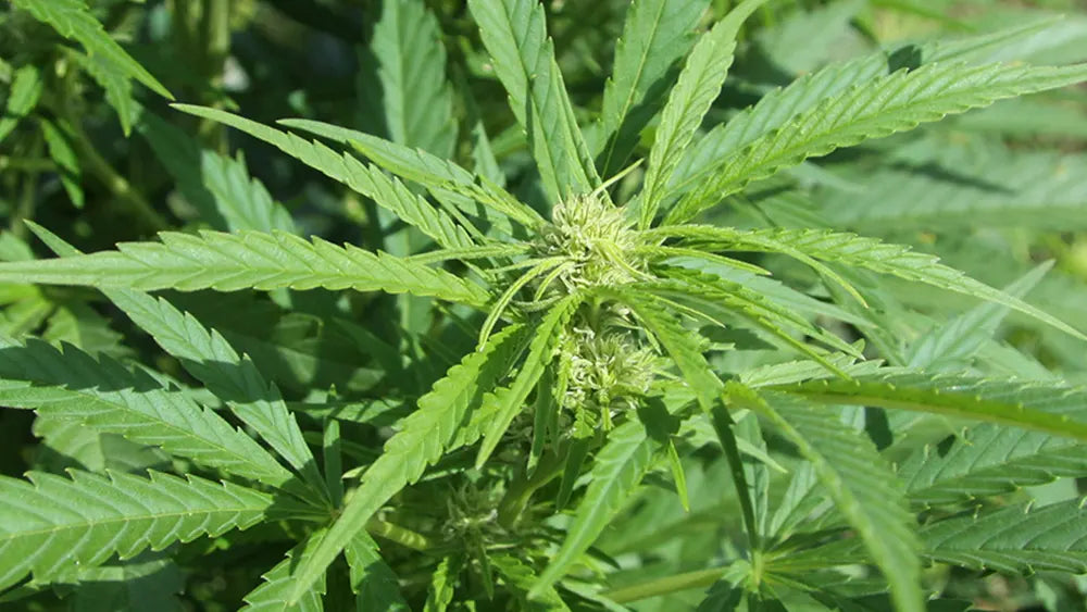 Nessun sequestro se il livello di Thc non supera lo 0,5%