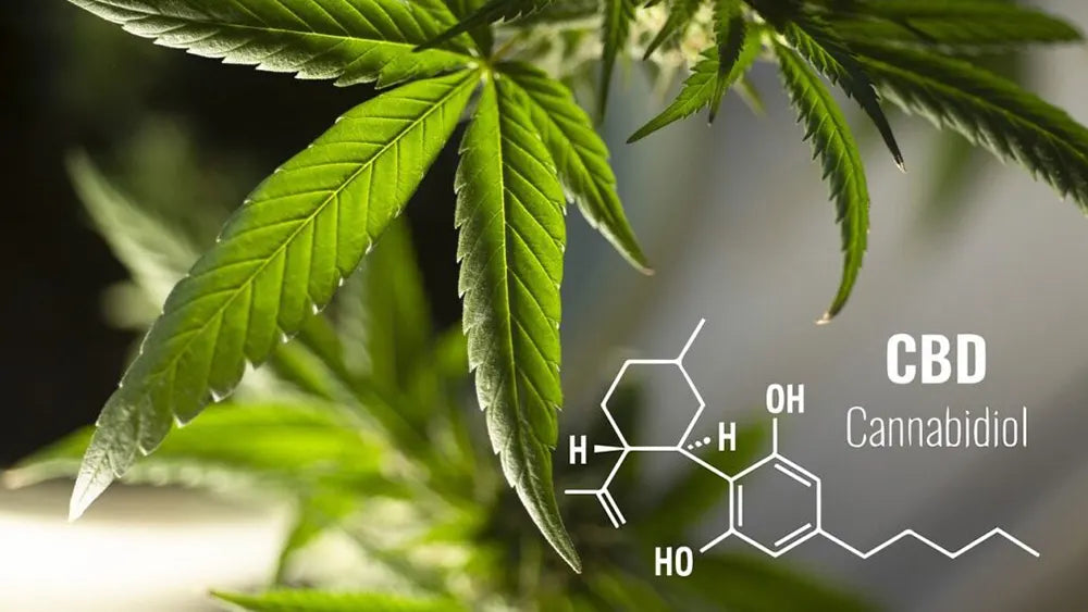 Le proprietà anti-infiammatorie del CBD