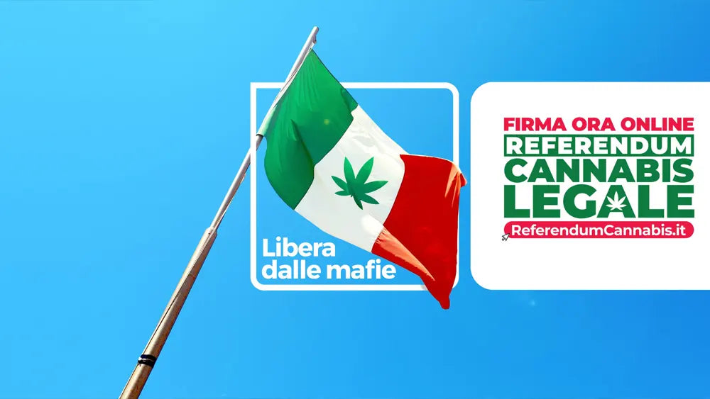 Cannabis legale, tutto quello che c’è da sapere sul referendum