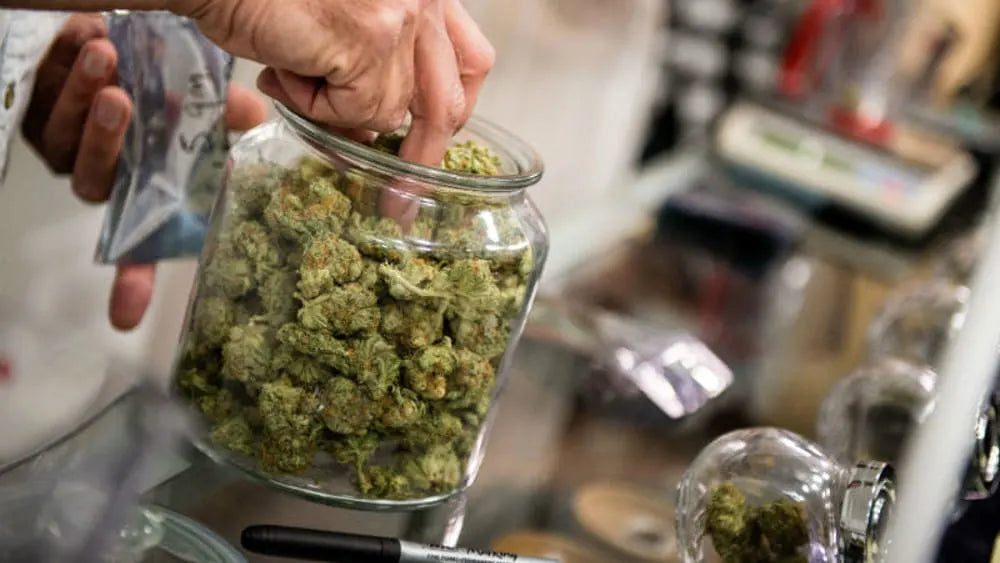 Via libera alla vendita della Canapa Light con THC sotto lo 0,5%!