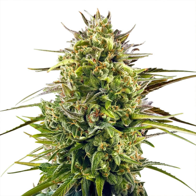 Alien OG semi di cannabis