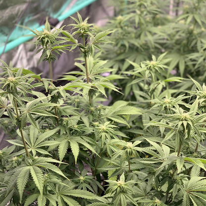 Alien OG semi di cannabis