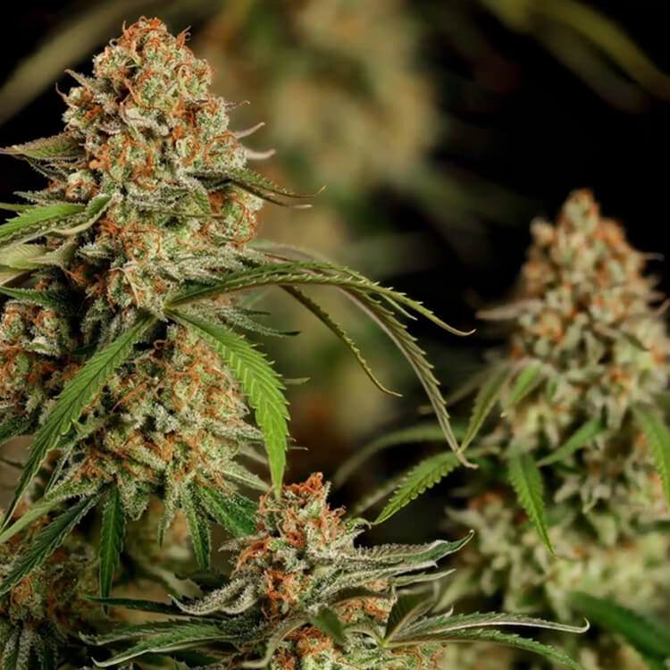 Alien OG semi di cannabis